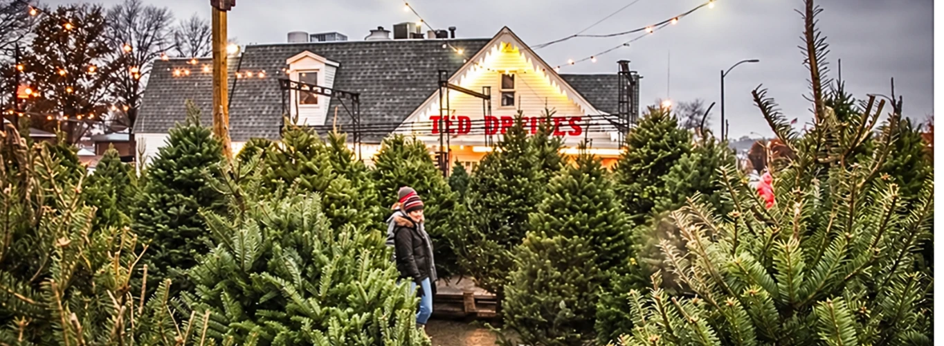 Green Christmas Trees in front of the Chippewa Frozen Custard Stand